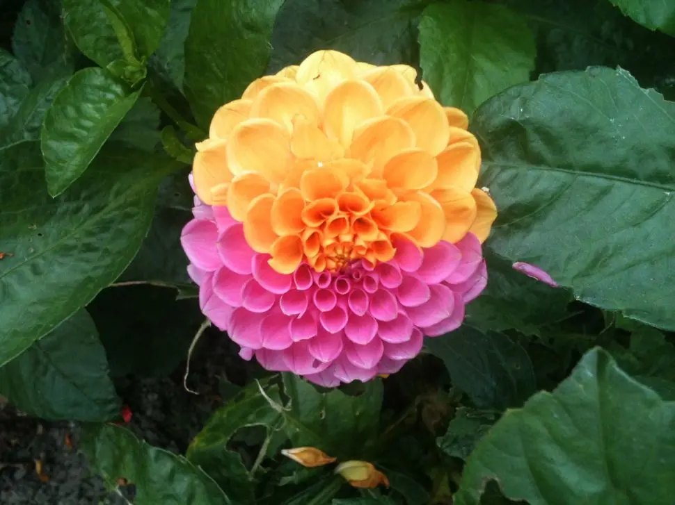 flores