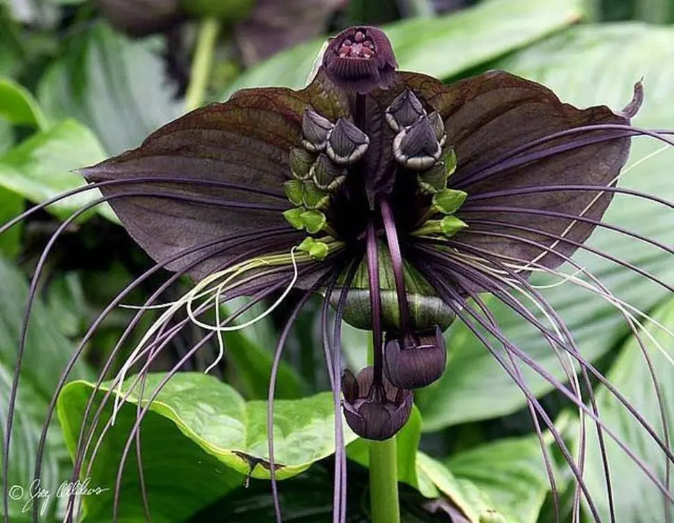 Estas 30 Flores Son Tan Raras Que Parecen De Otro Mundo.