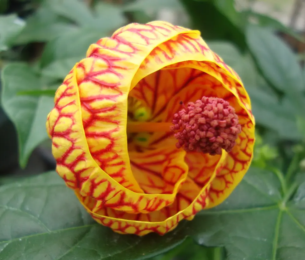 flores