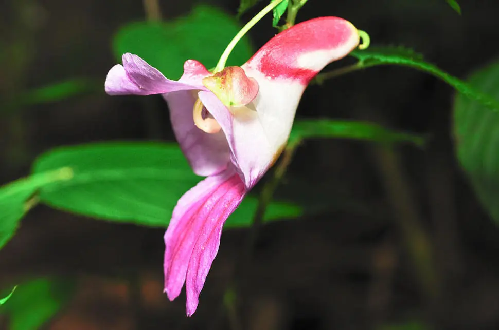 flores