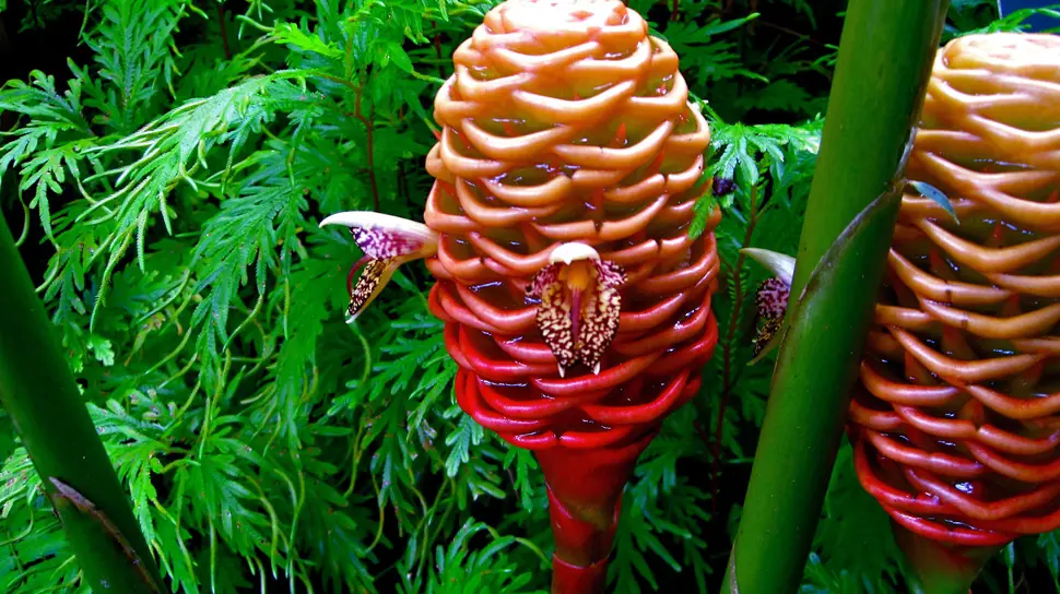 Estas 30 Flores Son Tan Raras Que Parecen De Otro Mundo.