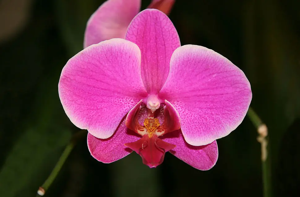 flores