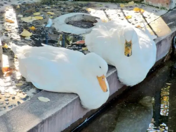 patos