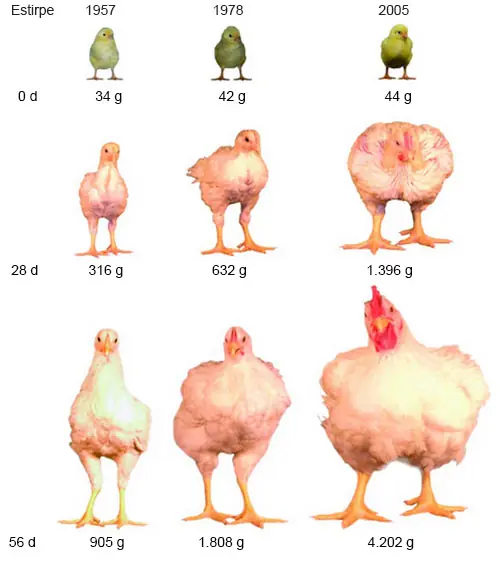 Mutaciones Geneticas Mutaciones Geneticas