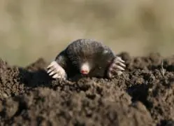 104 curiosidades sobre la vida. 104 curiosidades sobre la vida.