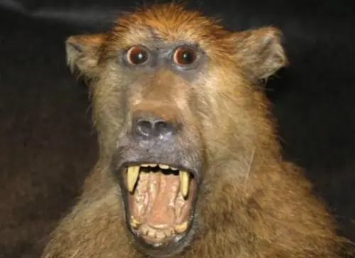 taxidermia