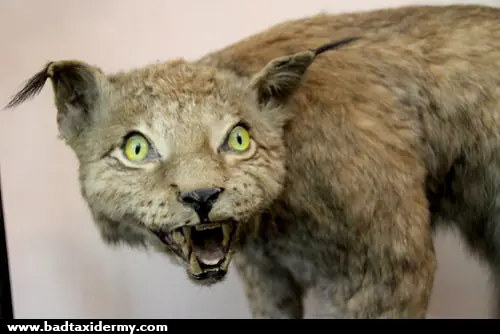 taxidermia