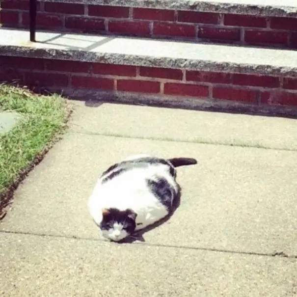 gatos