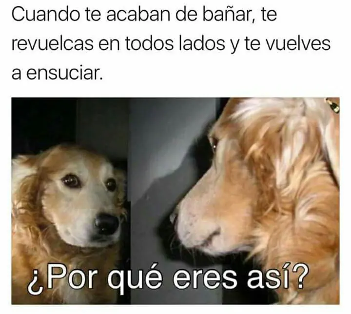 risas