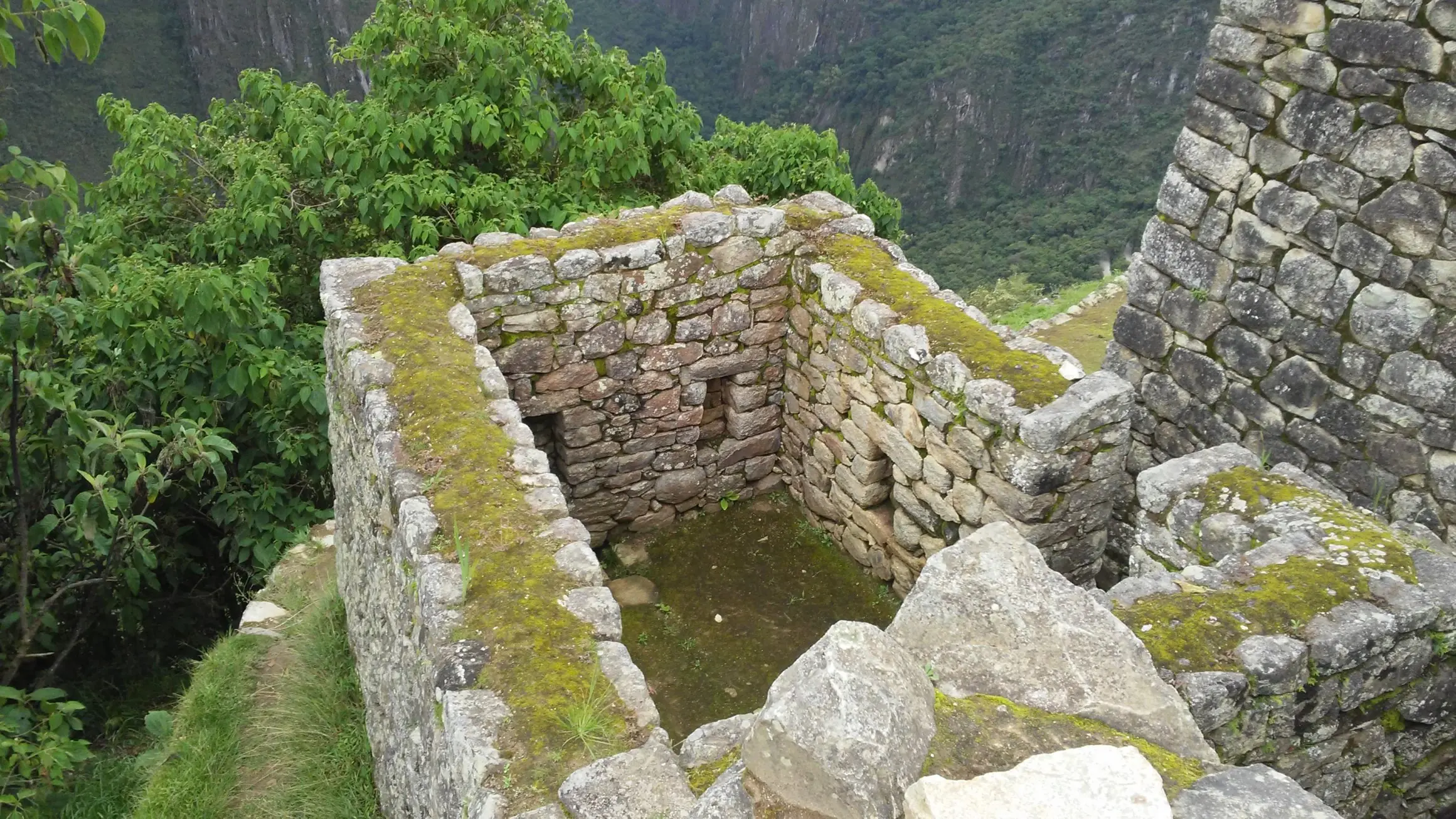 selva