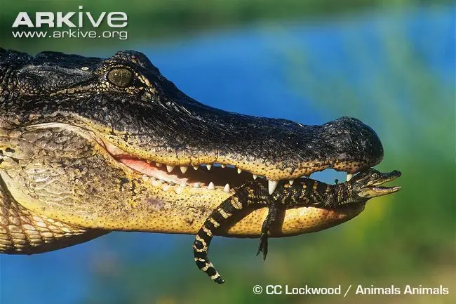 Los cocodrilos son aves y te lo muestro Los cocodrilos son aves y te lo muestro