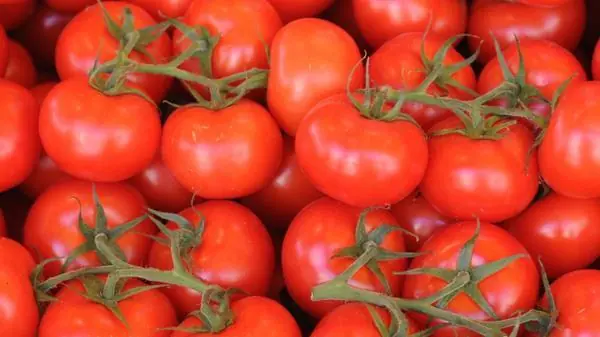 tomates tomates