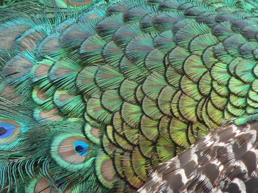 aves aves
