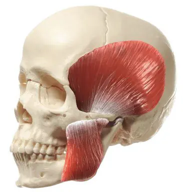 ligamentos