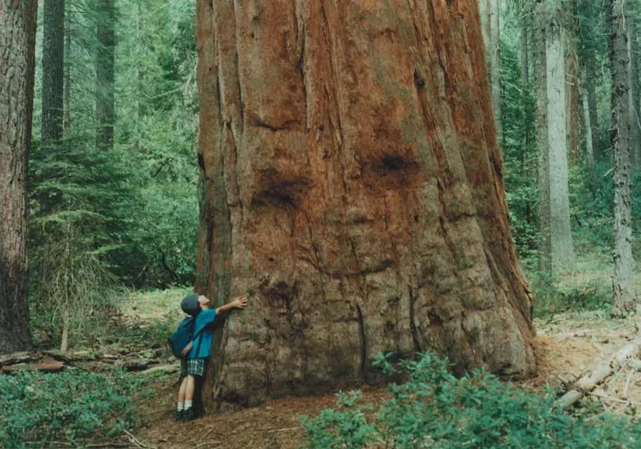 El árbol generoso (cuento)