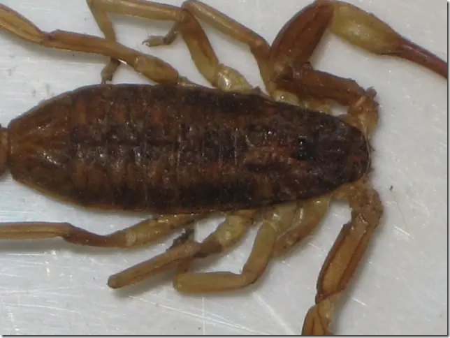 tityus trivittatus tityus trivittatus