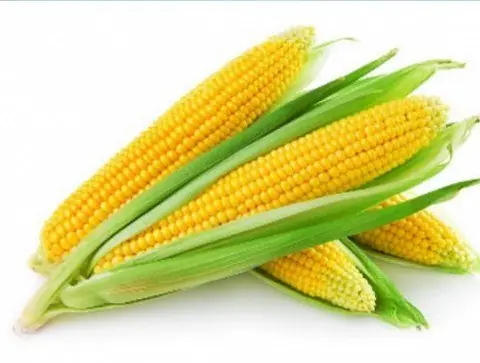 geneticas