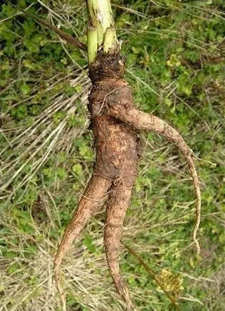 Mutaciones Geneticas