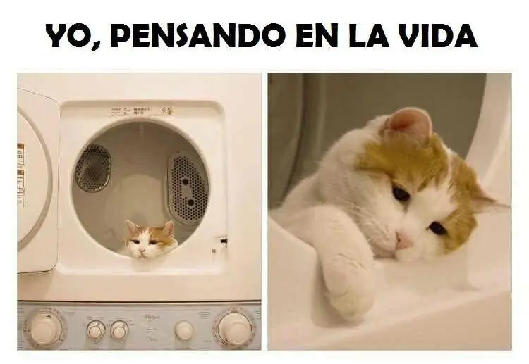 domingo