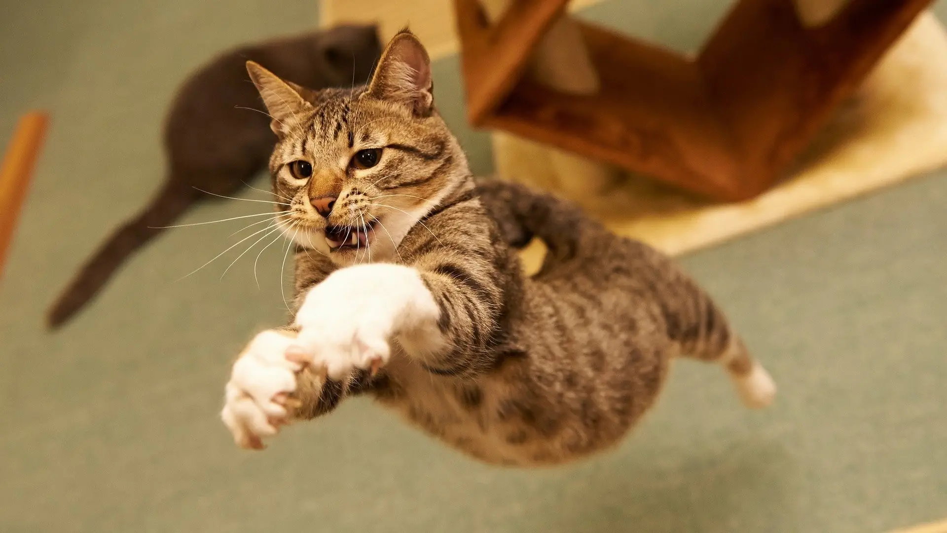 gatos graciosos