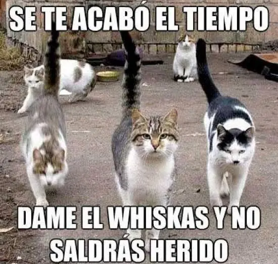 gatuno