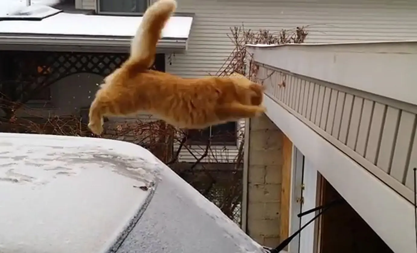 imagenes de gatos