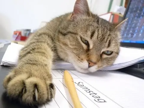 gatos graciosos