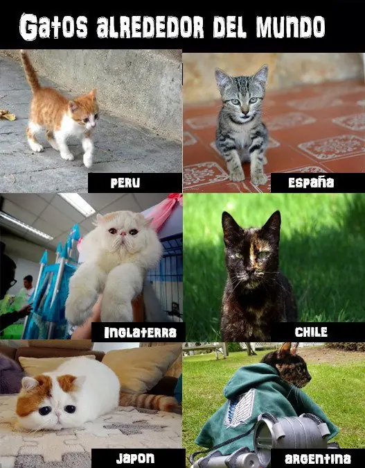 humor memes