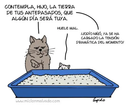 gatuno