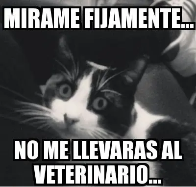 Humor gatuno para este viernes +10 si te ríes