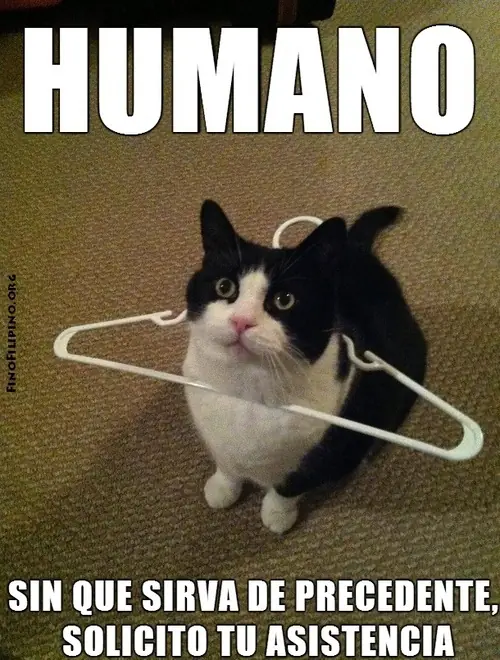 humor de gatos