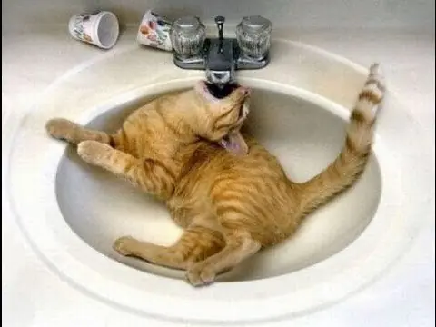 humor