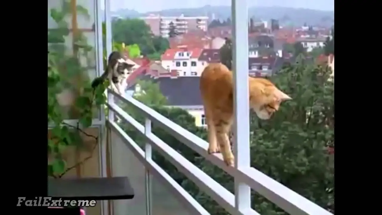 humor de gatos