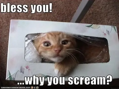 humor de gatos