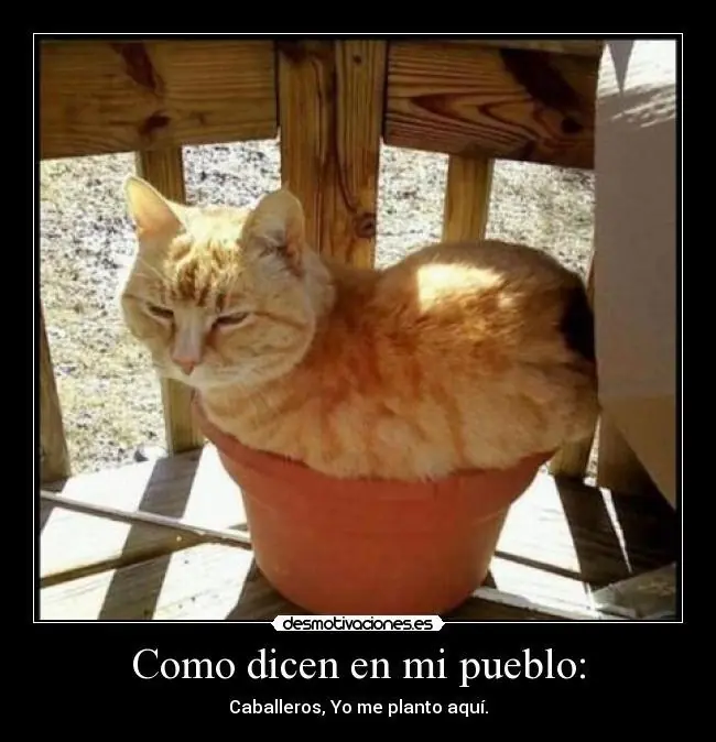 Humor gatuno para este viernes +10 si te ríes