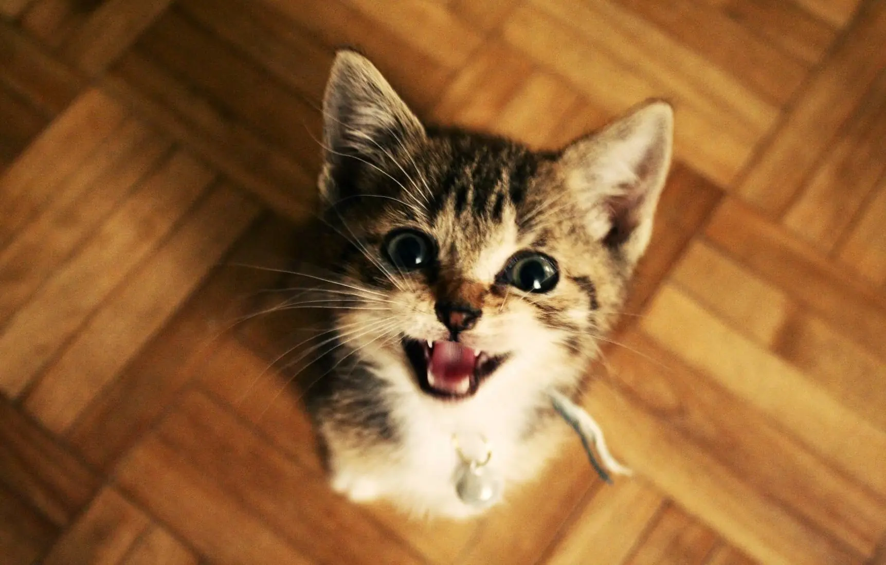 Humor gatuno para este viernes +10 si te ríes