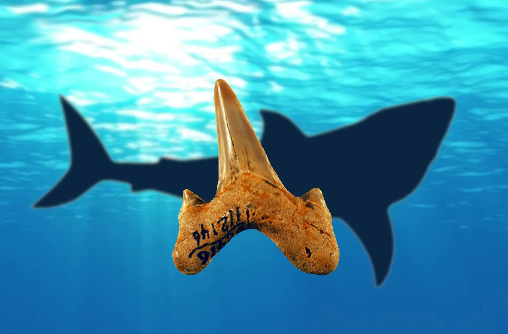 Megalolamna: El nuevo pariente del Megalodón