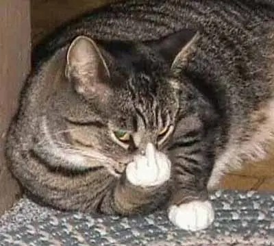 imagenes de gatos