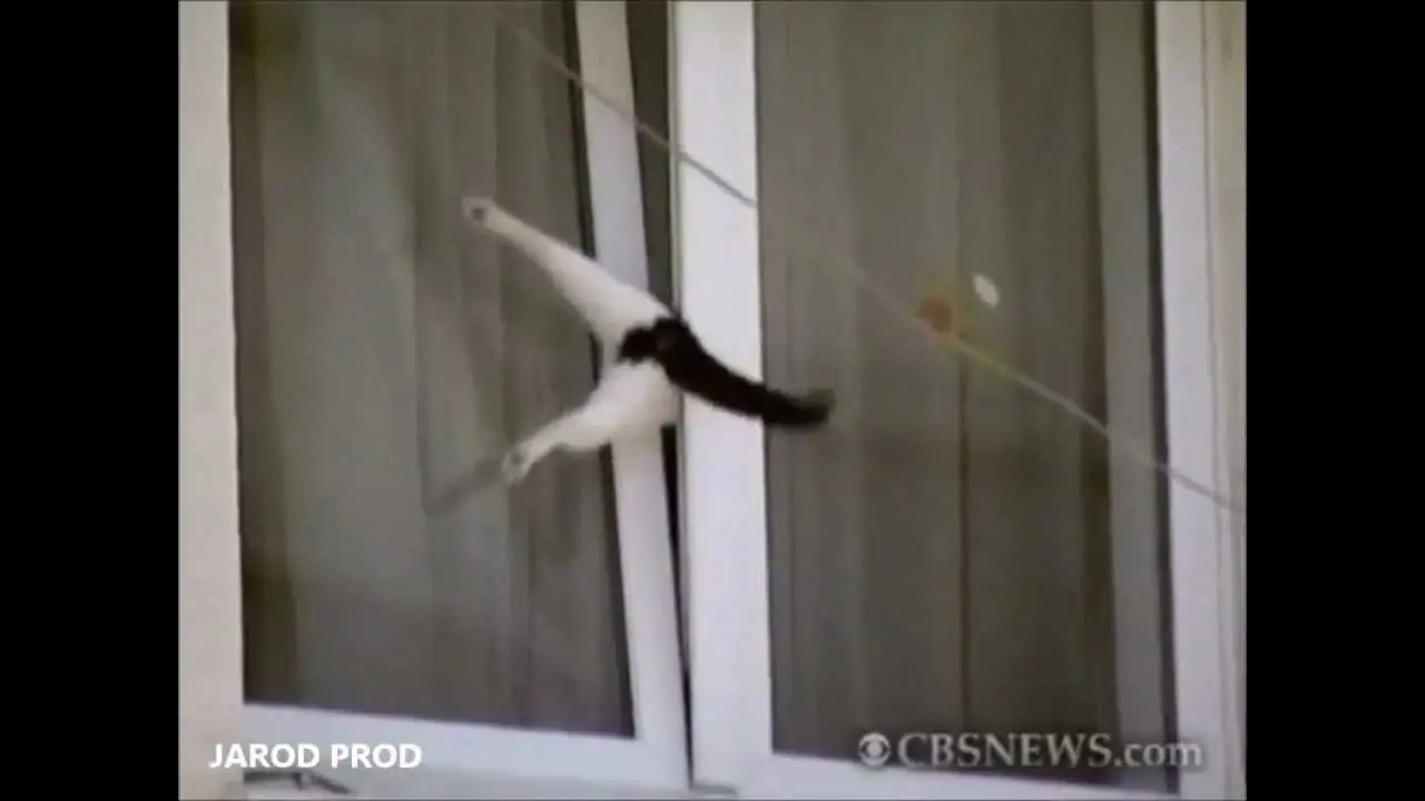 imagenes de gatos