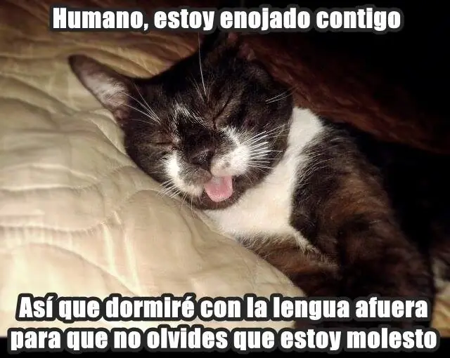 humor de gatos