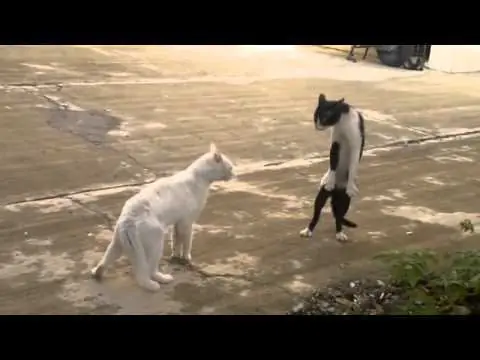 gatos graciosos