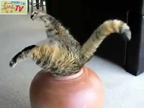 gatuno