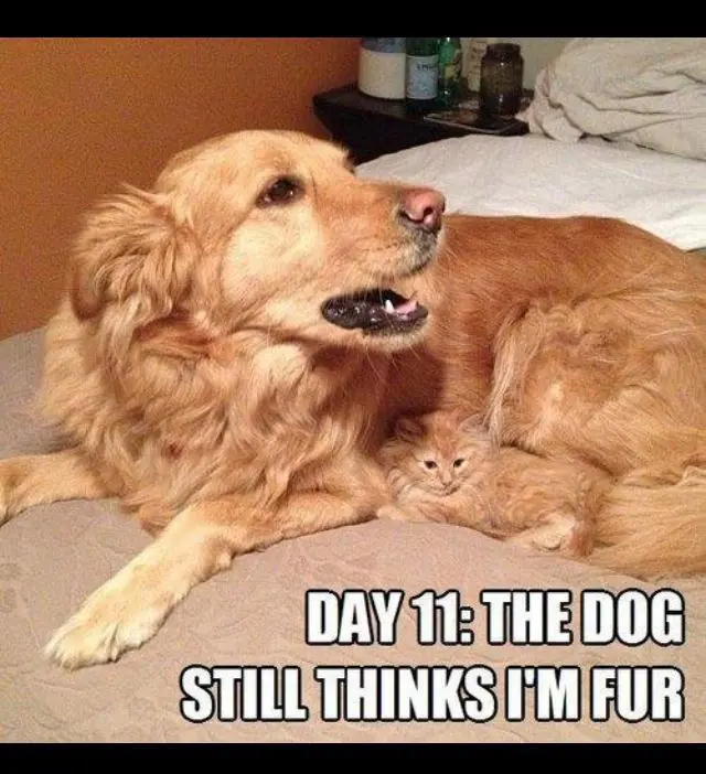 Humor gatuno para este viernes +10 si te ríes