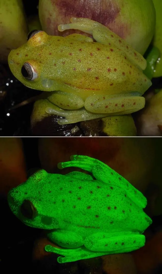 sapo pepe