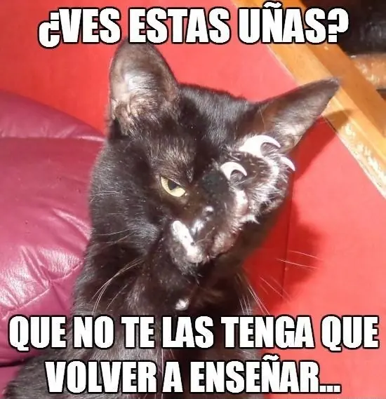 gatos graciosos