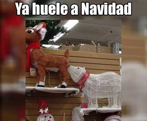 humor memes