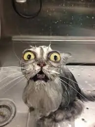 imagenes de gatos
