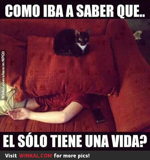 gatos graciosos