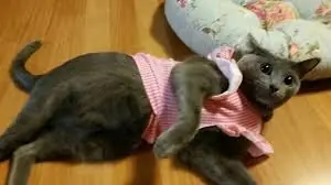 gatuno