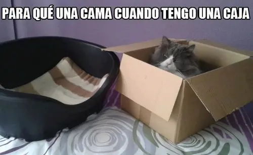 gatuno